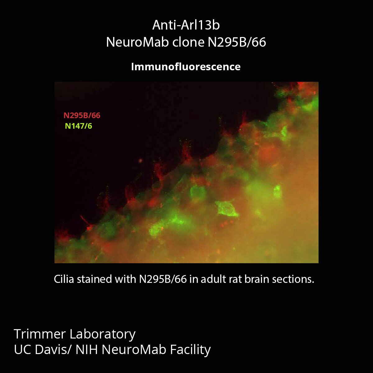 Arl13b Antibody (N295B/66) - DSHB